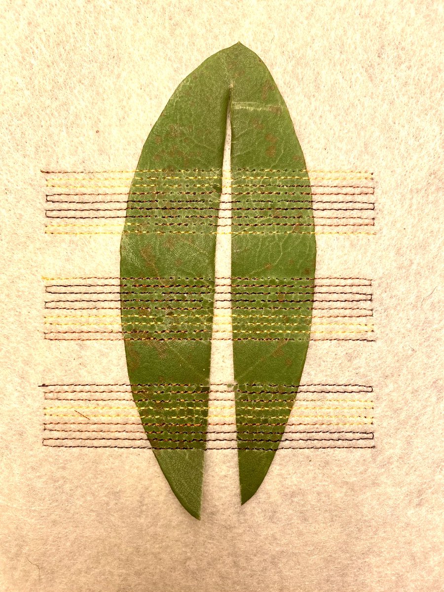 Daily #turtlestitch. This leaf was a glossy, thick one. I used an exacto knife to remove the woody midrib to help it lie flat. Next, so many design questions. What material should I adhere it to? What pattern should I code to attach it? What color thread works? So fun!