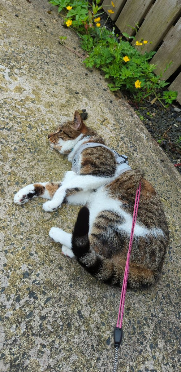 onlyhazel's tweet photo. Just having a roll out the back 🤣 #CatsOfTwitter #cats #CatsOnTwitter #CatsLover https://t.co/BmXIKdtDLR