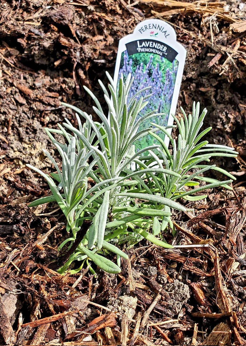 TNTurfWoman's tweet photo. Lavender trial planting party with the Collin County Master Gardeners! Excited to see what survives in our charming North Texas soils (aka concrete). https://t.co/fsKq9G5xjg