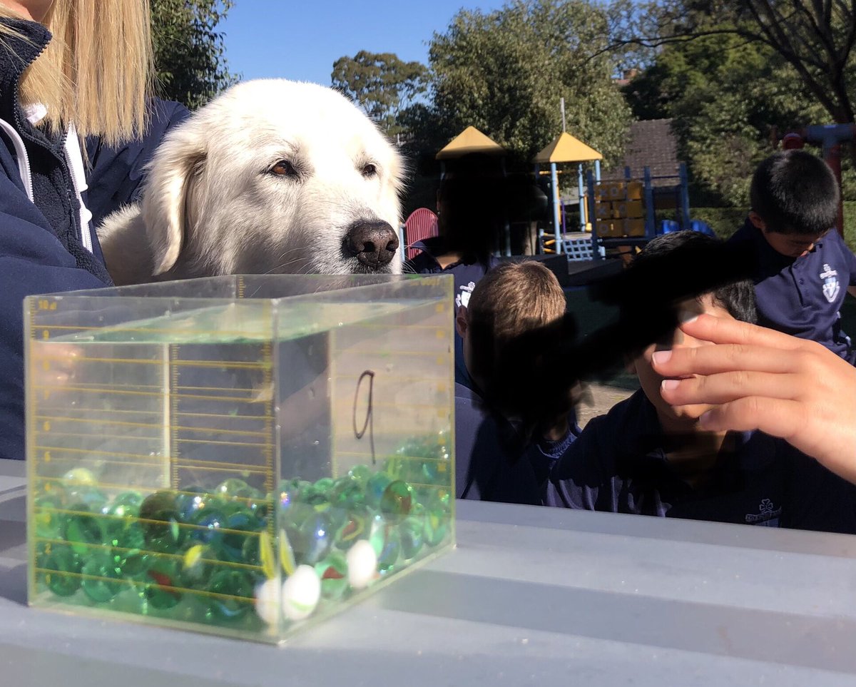 A spot of joy. Mathematical #inquiry in the playground. Volume, capacity &amp; displacement concepts explained by students to the ever-attentive school dog. 
Credit: Mrs S
#mathchat #kinderchat #elemchat #pypchat <a href="/ibpyp/">IB PYP</a> @kjinquiry