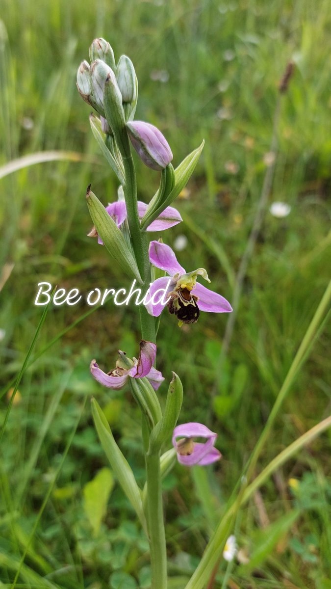 harkin2015's tweet photo. Look what grew when the Tidy Towns asked the local grass cutting team to stop cutting it for a few weeks. Bee orchid... not very rare but certainly not common. https://t.co/a3xDlZEWKu