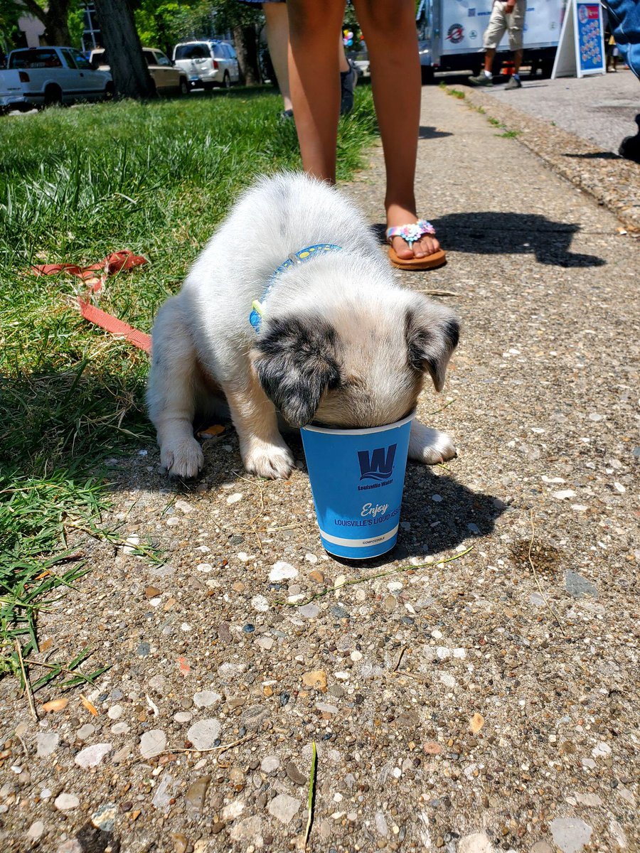louisvillewater's tweet photo. Today’s heat index will top out at 105 degrees 🥵 Don’t forget to keep your pets hydrated, too! #PawsForADrink and cool off with Louisville Pure Tap® https://t.co/vMVQu0CKaW