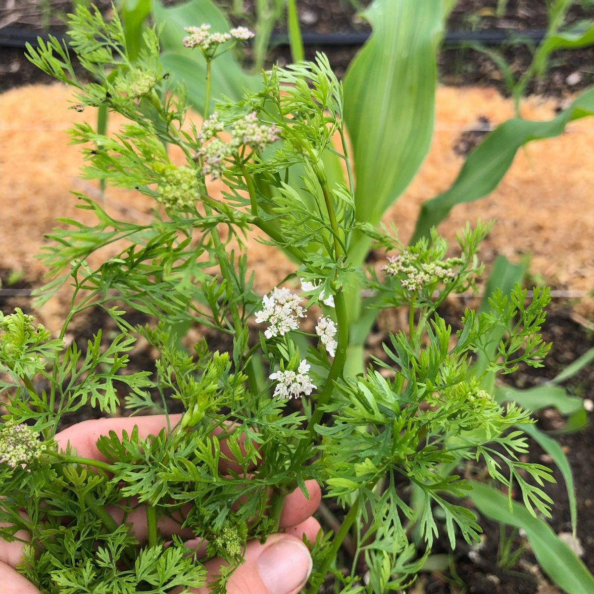 #Cilantro is done for the spring season — Come get the last of it this week in our produce fridge! We get a couple of harvests from it each spring. And now we’re making way for beans to take their place.🌱🫘 #Greensgrow #Farm #Garden #FreshVeggies #LocalProduce #SupportLocal