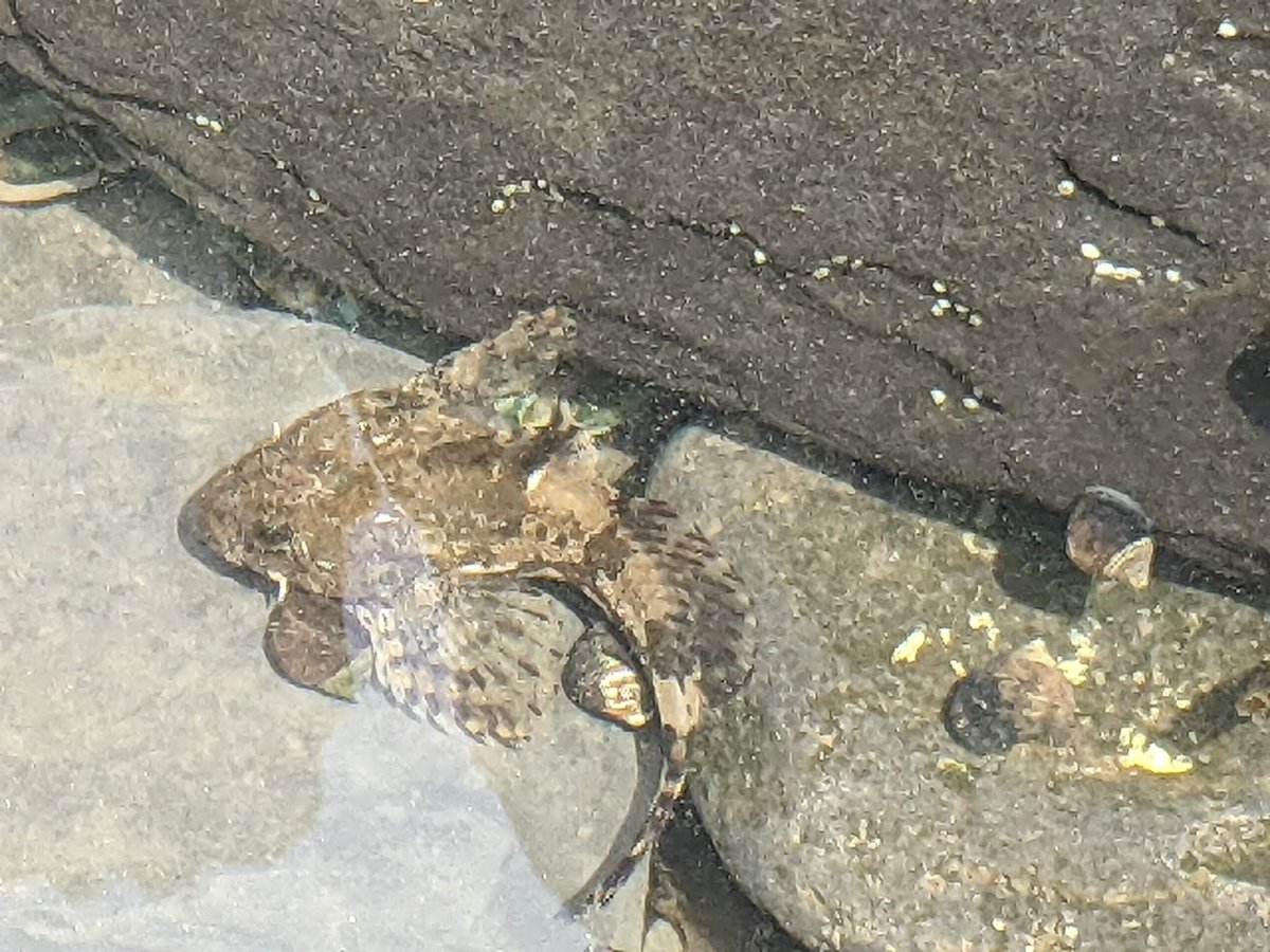 ProgPal2022's tweet image. A little bit of biology to spice up a palaeontology field trip #Progpal22