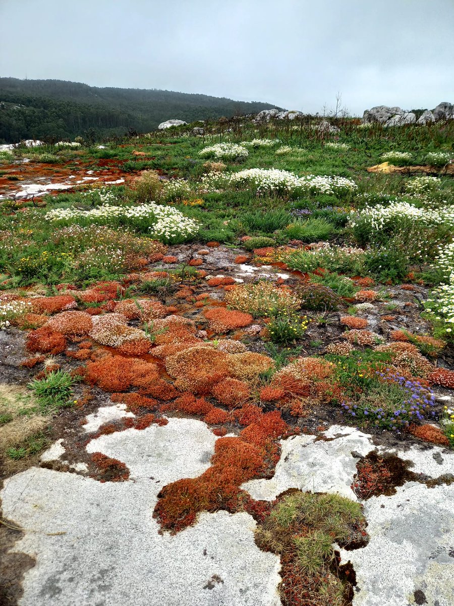 playabalares's tweet photo. Haciendo la ruta del camino de los faros, te puedes encontrar jardines naturales tan bonitos como este https://t.co/oqpLjQkWpA