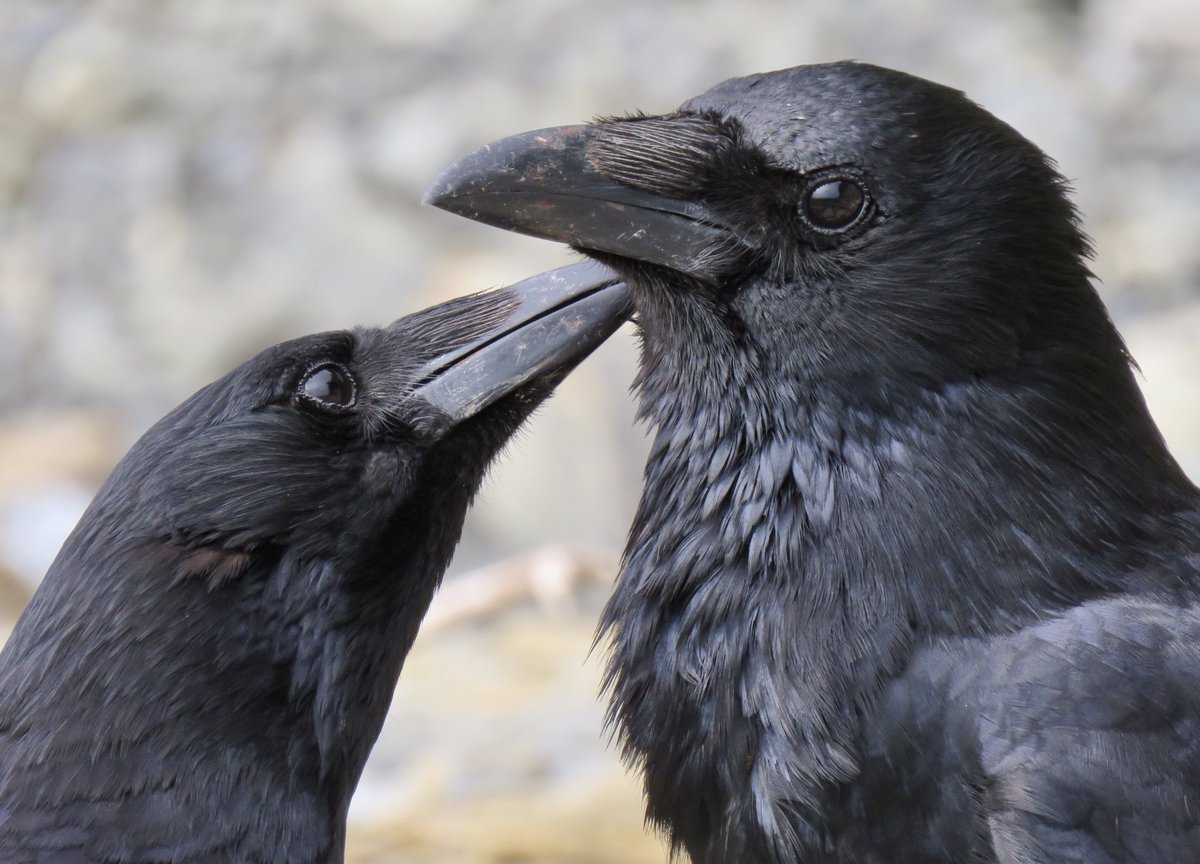 Crow Diary tweet media