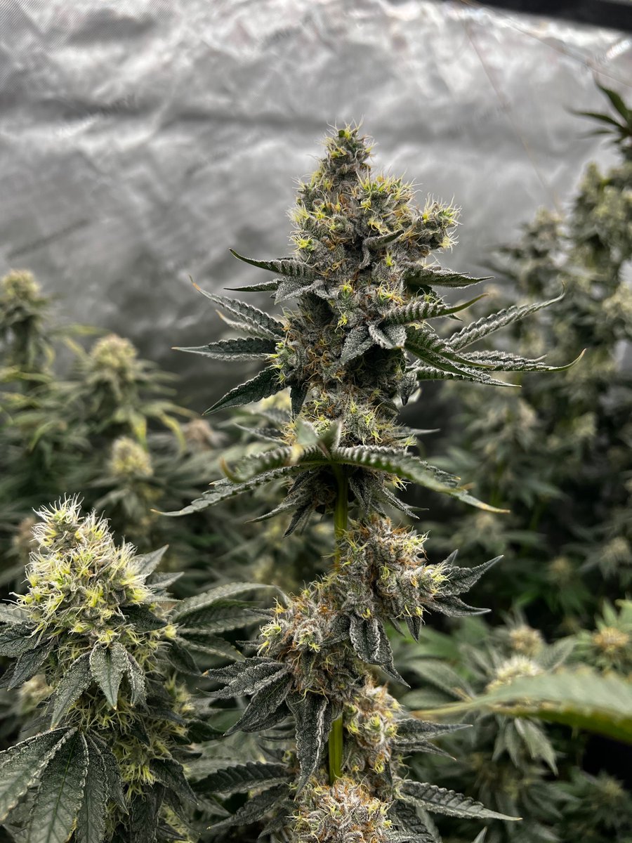 Coming along… Day 48