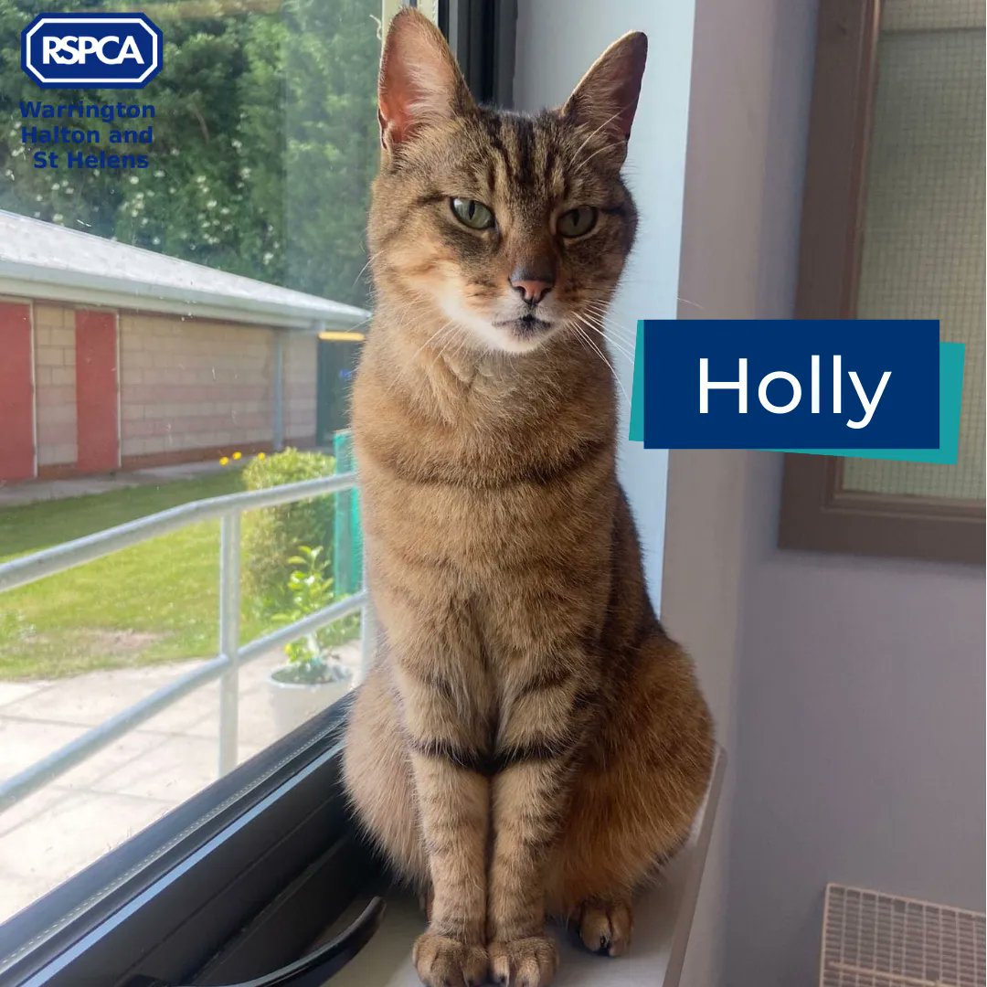 We hope you're all managing to stay cool in this heat! ☀ Make sure your pets have plenty of shaded cool areas, just like Holly here in our playroom.

She arrived to us in April after being abandoned, and has been enjoying some much-needed TLC and attention ever since.