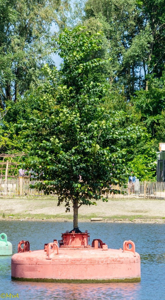 MaartenvanAtten's tweet photo. #Bomen in de stad. De meeste #stadsbomen staan er net zo kunstmatig bij als deze drijvende boom: een keurig afgepaste -te kleine- bewortelbare ruimte. https://t.co/uRhmQRhHj1