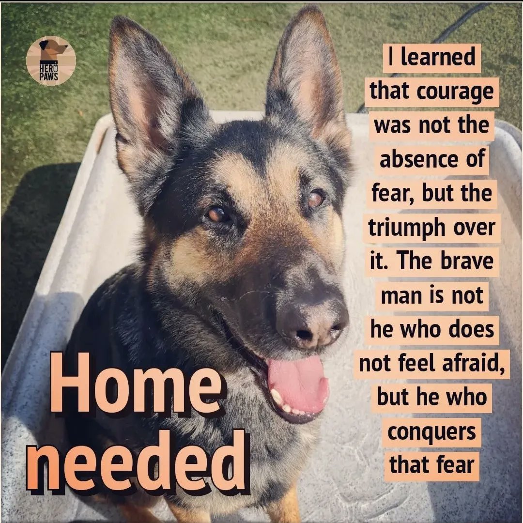 jaimegarner20's tweet photo. How have these 4 still not found their retirement homes 😔 retired from the RAF, Army, Police &amp; Prison service and still no familes
Help @PawsHero find them their happy ever after 
@Dogs4Rescue @gsrescueelite @PenFarthing @ThinBluePaw @ProfNoelFitz @jessphillips @BarristerSecret https://t.co/skvSKZPqtr