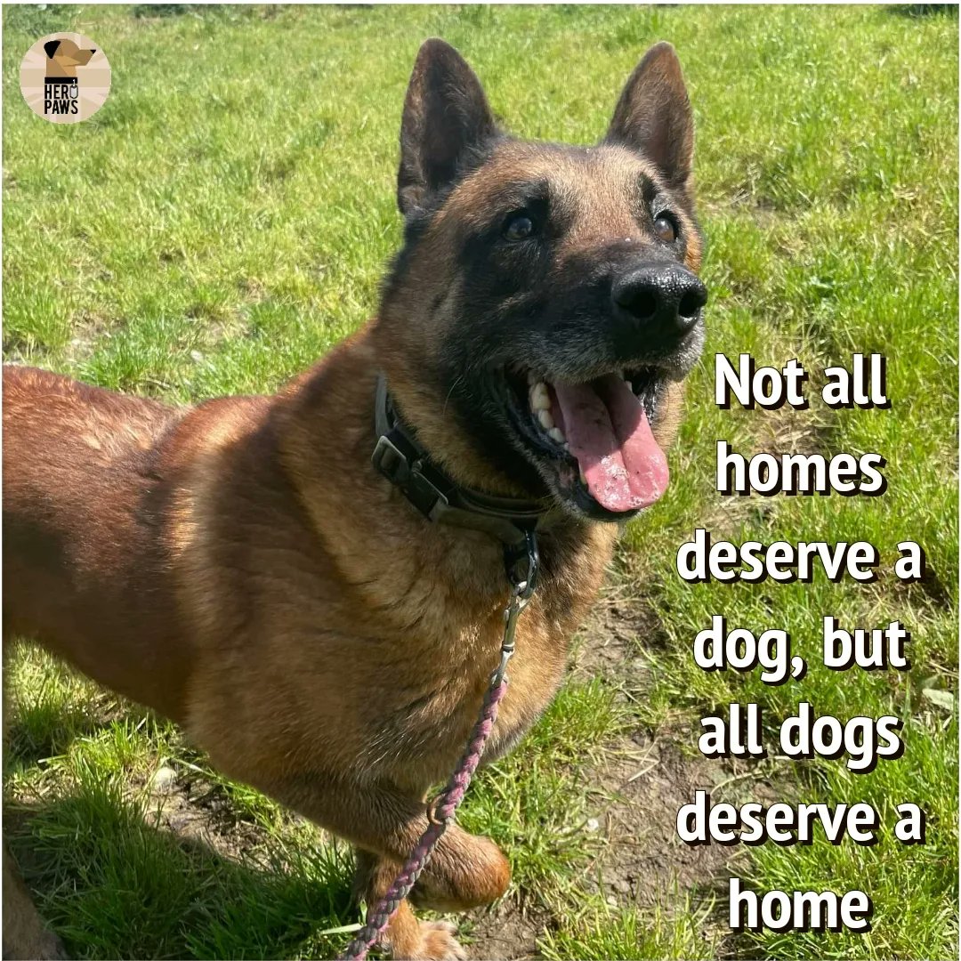 jaimegarner20's tweet photo. How have these 4 still not found their retirement homes 😔 retired from the RAF, Army, Police &amp; Prison service and still no familes
Help @PawsHero find them their happy ever after 
@Dogs4Rescue @gsrescueelite @PenFarthing @ThinBluePaw @ProfNoelFitz @jessphillips @BarristerSecret https://t.co/skvSKZPqtr