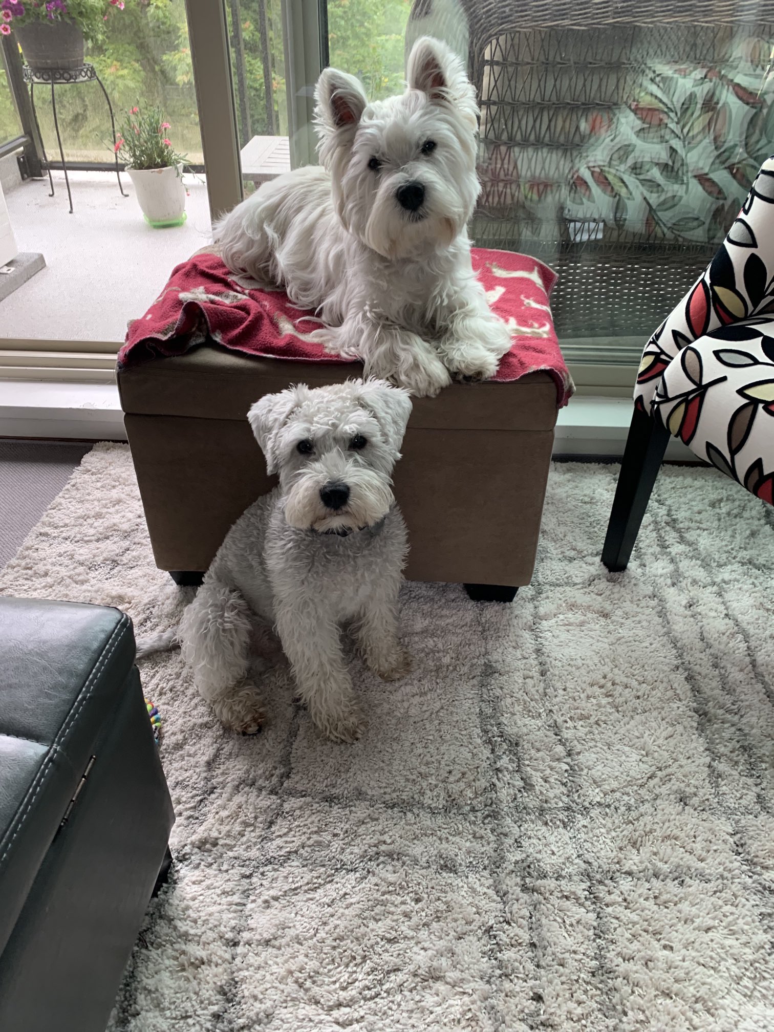 Westie schnauzer cheap