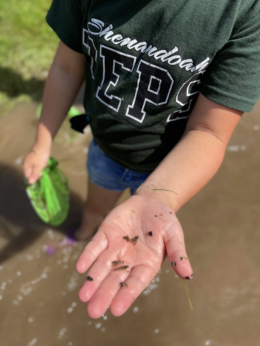 misskatelynnnnn's tweet photo. Creek investigation #summercamp #gozeps #NLC https://t.co/Za5PQMYl5z