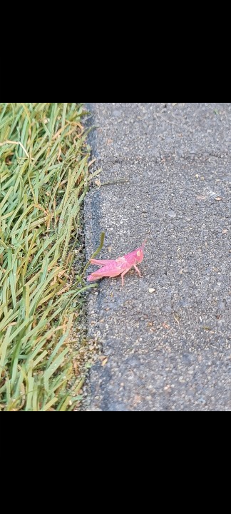 gwtbaan's tweet photo. Zojuist gespot in onze achtertuin, de roze sprinkhaan. @Sliedrecht24 Door mijn dochter zorgzaam uitgezet in het plantsoen in de Weresteijn. Want stel je voor dat wij er per ongeluk op zouden gaan staan, dat zou vast het einde zijn van deze zeldzame soort #hartvoordenatuur https://t.co/JWYcWsFl9r
