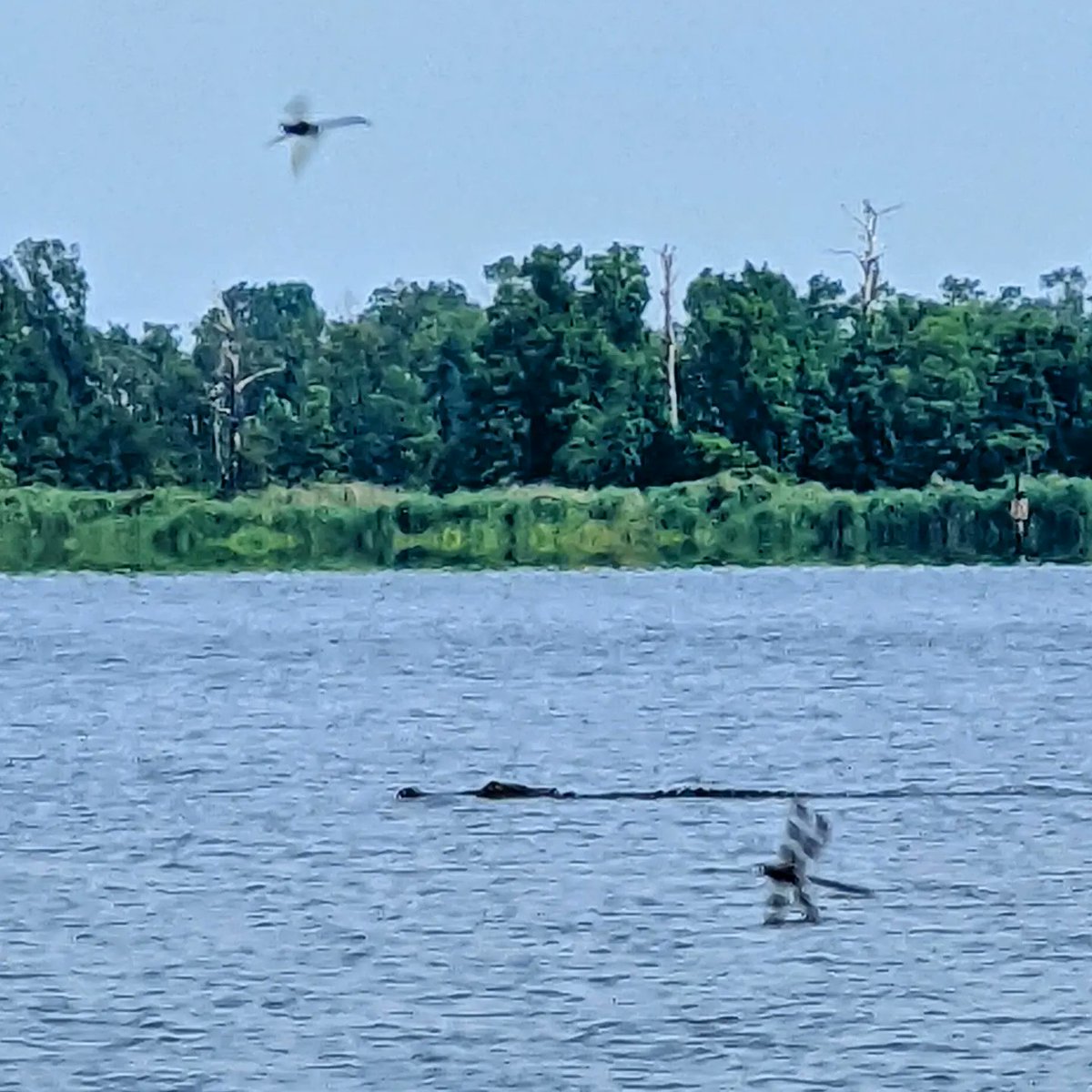 Opening day of burrowing mayfly season in the lower Flint River, GA. The #RRMudbug is loaded with emergence traps. The crew anticipates adventure during the field campaign. Spiders are catching subimagos.