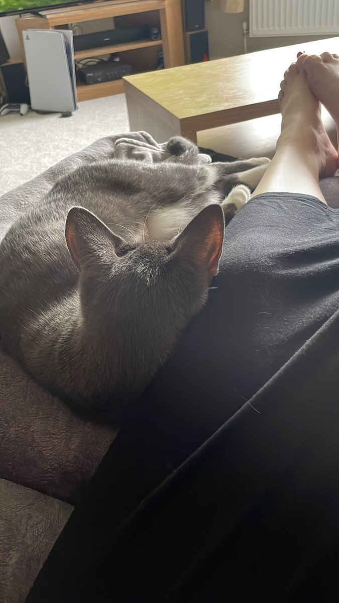 nevershoutnat's tweet photo. I love that even though it’s so warm today he still wants cuddles 🥰🐱 https://t.co/qwocPmx2Dh