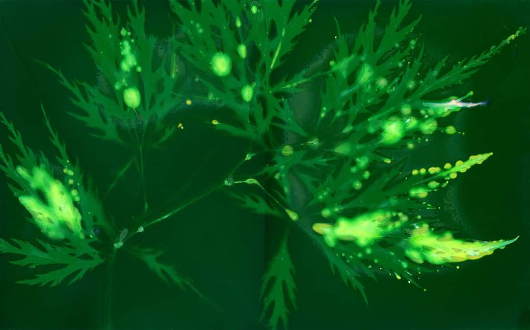 ArtsDarke's tweet photo. 2021 Abstract Acer Phytogram on Fuji 54 film.#alternativephotoprocess #Phytogram #cameraless #Fuji #abstract https://t.co/eAFr7uBjQq