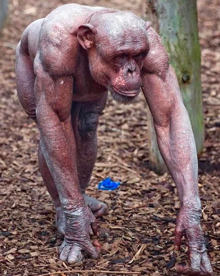 HS_Academia's tweet photo. Somos pura evolución y herencia genética.

[Chimpancé que sufre de rara afección congénita que le provoca alopecia corporal, lo que nos permite apreciar su musculatura.]

--- 🏋🏼‍♀️🤼‍♀️🤸🏾‍♀️🧘🏼‍♂️⛹🏻‍♀️🚴🏼 ---

💪 #EspírituHealthSpace
🖥 https://t.co/wsLPQQJAAN
📌 Vigo - Valencia - Tenerife https://t.co/ukfTH0s2d1