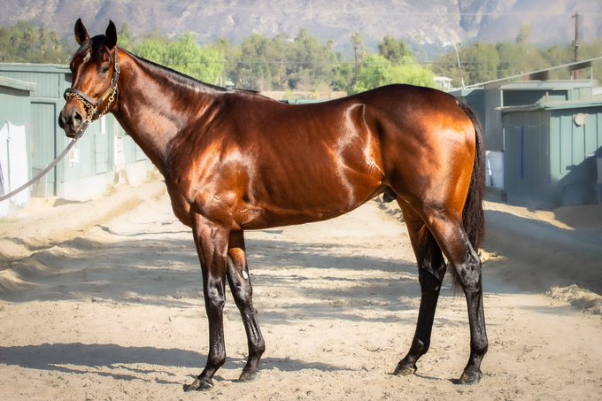 PhippsStableFan's tweet photo. ⚫️🔴"#FLIGHTLINE is absolutely exceptional. He comes from a great #PhippsFamily. It’s really phenomenal. He’s a massive talent. He’s going to be one of the most desirable stallions when he goes to stud.” —Sid Fernando, Pedigree Expert
(📸courtesy of @katejonesstudio) https://t.co/oQiH9EmMZm