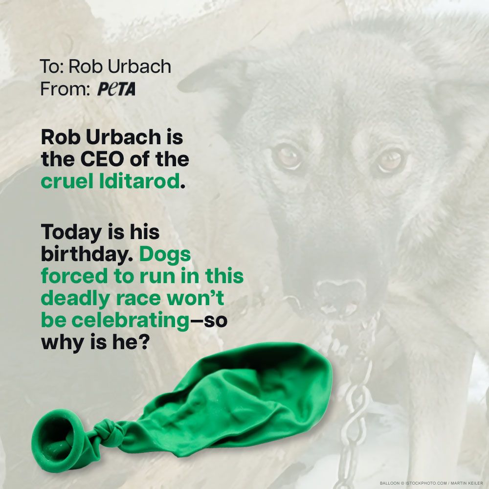 Iditarod CEO <a href="/roburbach/">Rob</a> celebrates his birthday today, but the dogs forced to run the death race aren't celebrating.  via <a href="/PETA/">PETA</a> #EndTheIditarod