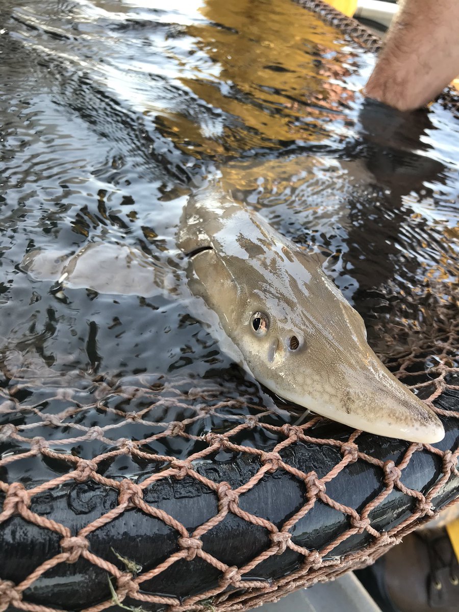 Some #sturgeon just can’t get enough! This juvenile #LakeSturgeon came back aboard the #RVChannelCat for a second time this setline survey.

#SturgeonSetlineDiary #GreatLakes #GreatLakesSci #Scicomm #RoundTwo #RepeatCustomer