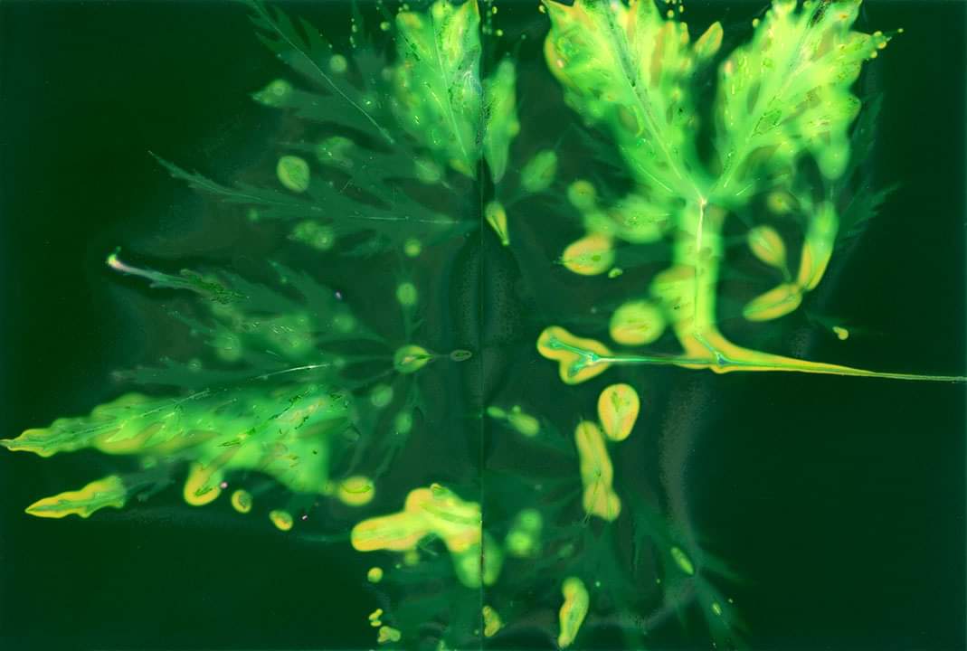ArtsDarke's tweet photo. 2021 Abstract Acer Phytogram on Fuji 54 film. #Phytogram #cameraless #alternativephotoprocess #Abstract #nature #Acer # https://t.co/GkULMzyPVZ