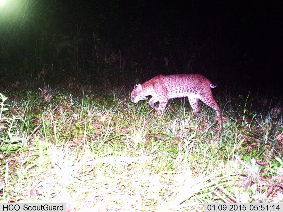 Panthers now number one predator of white-tailed deer in Southwest Florida https://t.co/kWosYd2caa https://t.co/U8LfzyohXi
