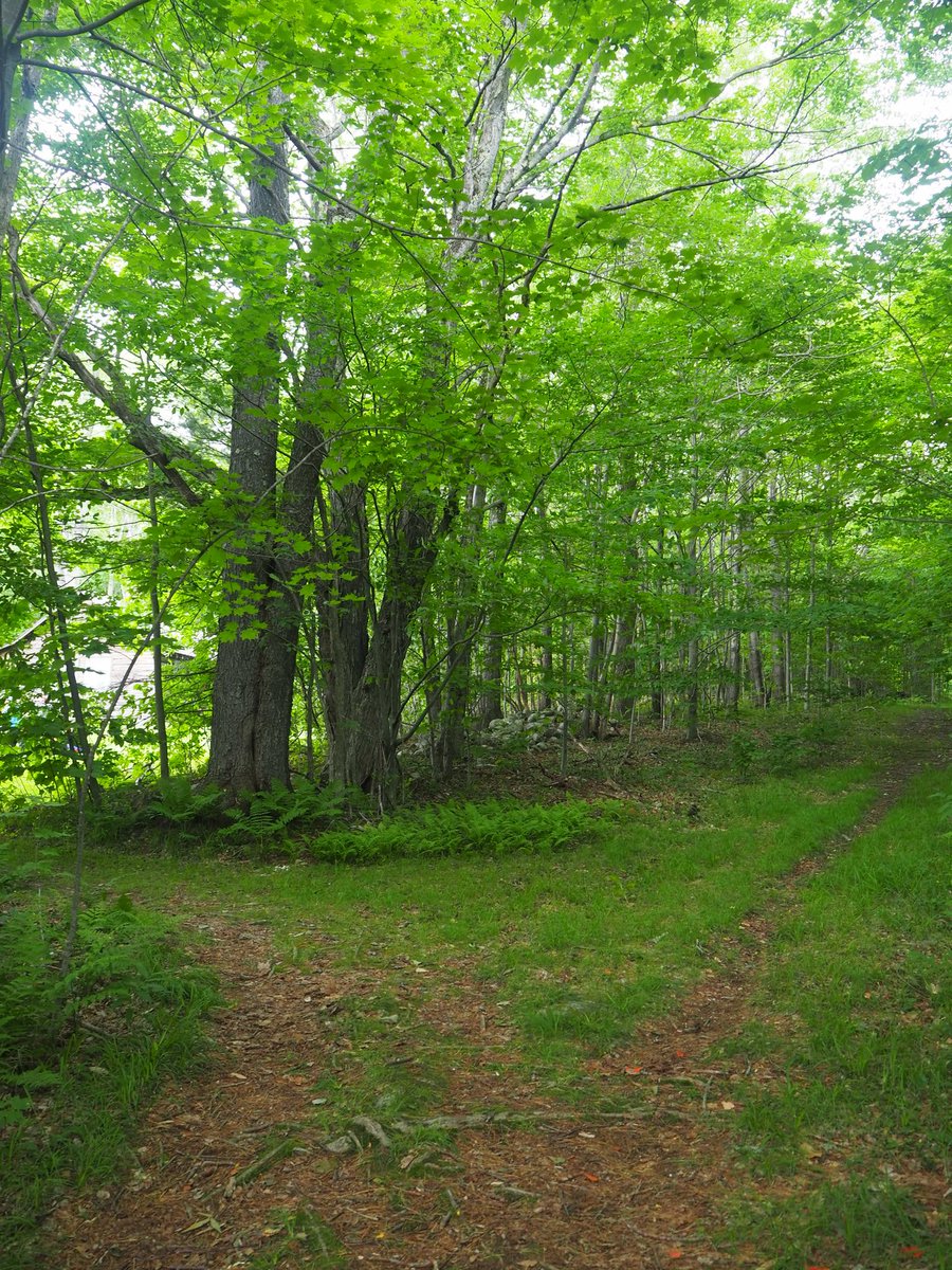 pitchaya's tweet image. A divergence on the wooded path up to Robert Frost's cabin where we, if we chose to, entered a realm of solitude draped with the day's shadows #BreadLoaf2022 #BreadLoaf #BLWC