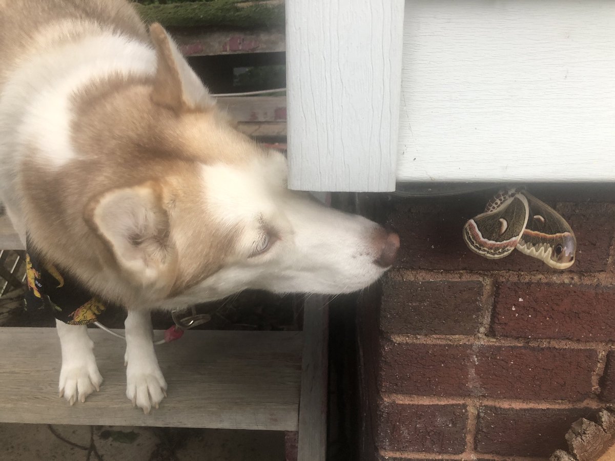 iamthegardenhoe's tweet image. The Queen is very curious about this moth. #cecropiamoth #lifewithahusky #queencerseihellbeast