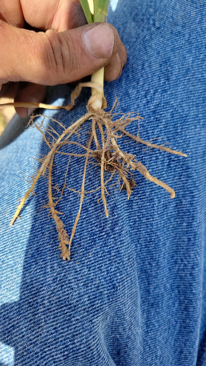 Nematodes showing no mercy