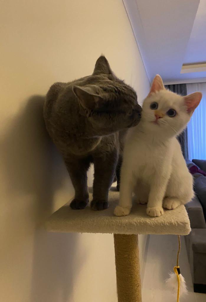 batyarch's tweet photo. @acataddict Umarım en kısa zamanda bir kardeşi olur ♥️ https://t.co/BfzeEnhcgW