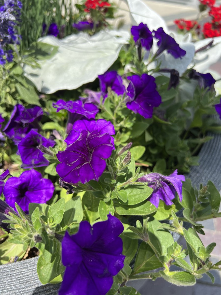 DublinOhio's tweet photo. Happy Pride! π³βπ
Stop by to see these rainbow flowers at the entrance to The Dublin Link, shining bright under the sun π
#PrideMonth #DublinGrowsGreener https://t.co/TEy400bMa6