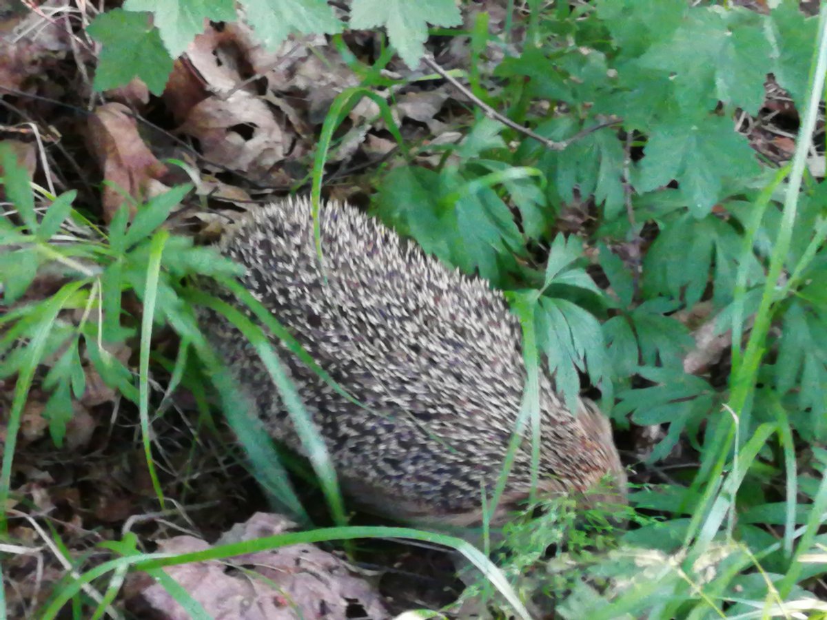 FoolsDBow's tweet image. Is this the new sonic movie?