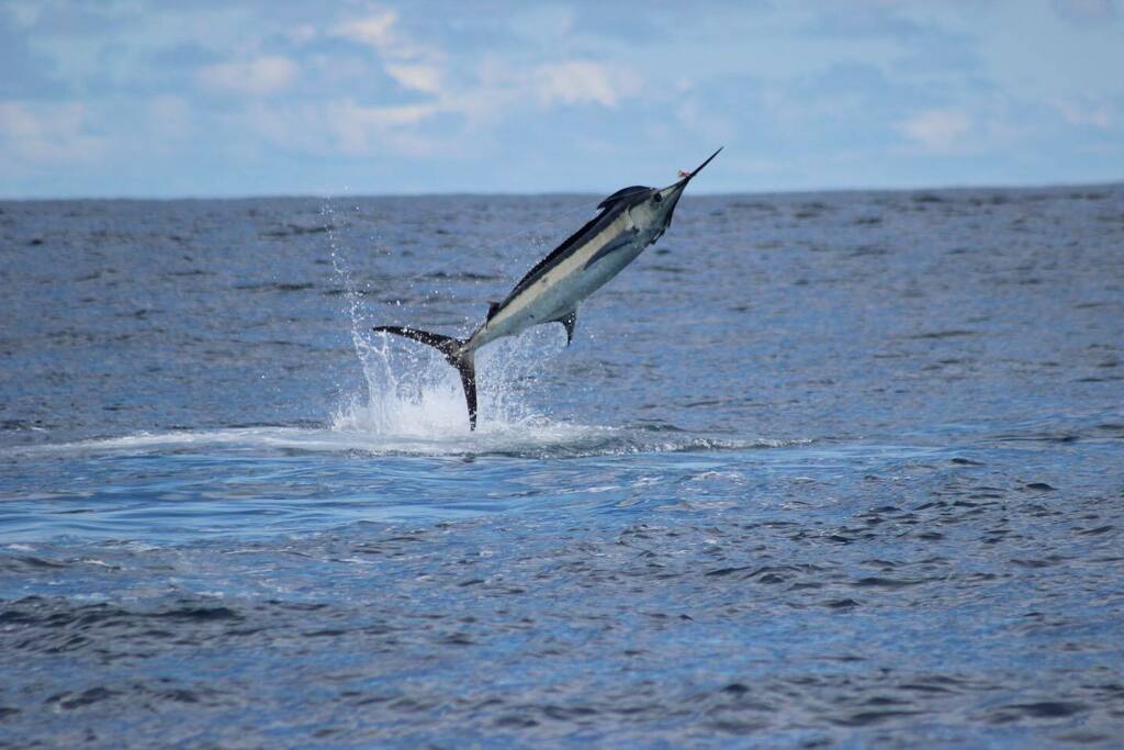 project_dynamar's tweet image. A flying fish? Nope! Just a blue marlin jumping out of the water. Blue marlin are extremely athletic fish who won’t hesitate to jump out of the water to avoid danger. For example, to escape a predator or in this case, to throw a hook out of their mouth. instagr.am/p/Ce4A6irJ5IW/
