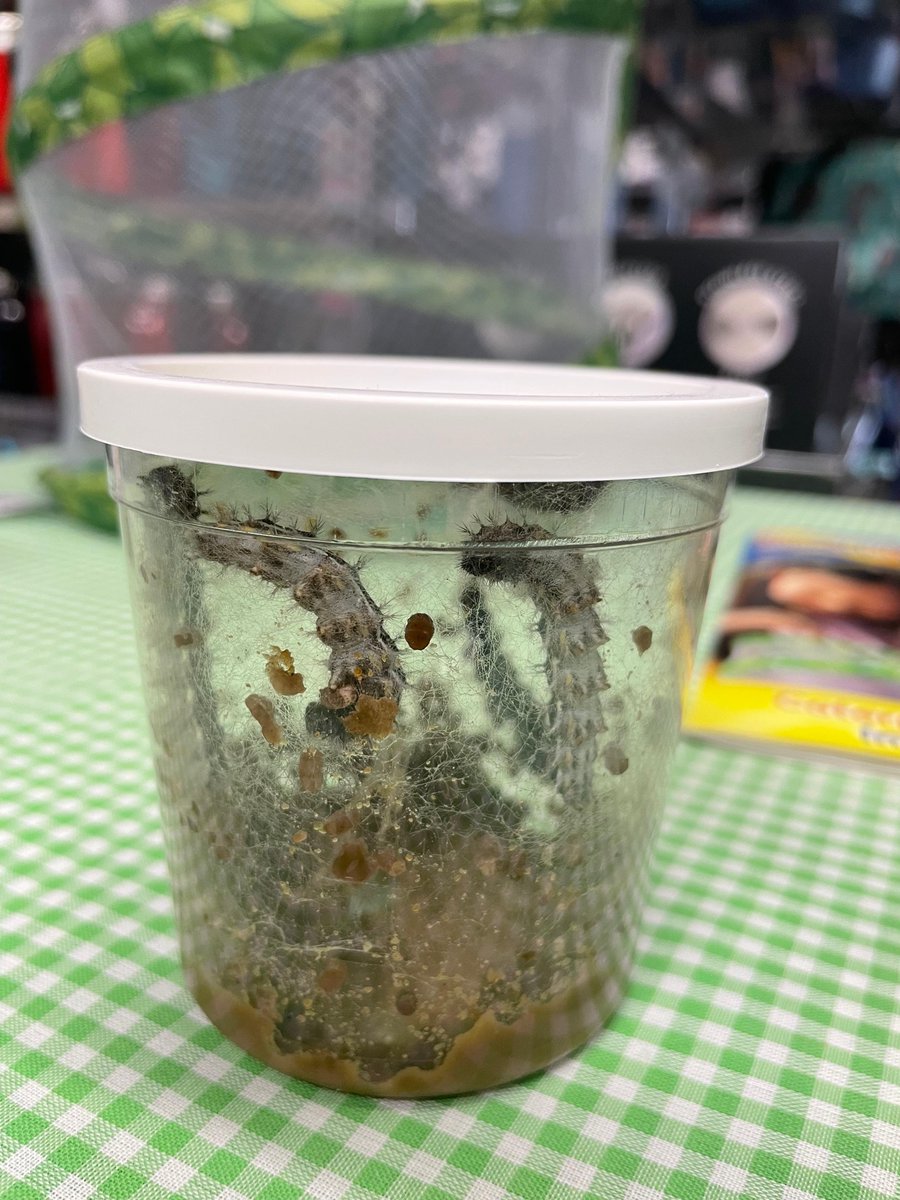 JohnSandersDept's tweet photo. Our little caterpillars are getting bigger and are nearly ready to form their chrysalides and turn into beautiful Painted Lady Butterflies
Visit our Toy Department now to see Insect Lore live butterflies and watch the wonder of metamorphosis #JohnSandersButterflies #InsectLoreUK https://t.co/LA9bFi4K9f