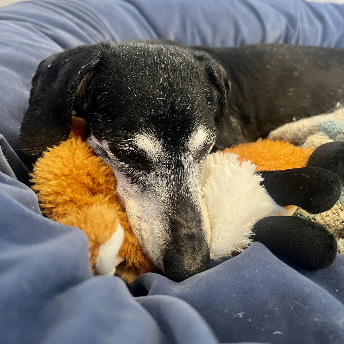 One of my best friends. Chill pup vibes sent your way 💙.