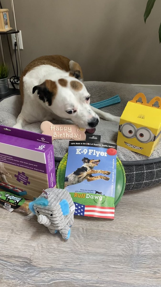 flygurrl's tweet photo. Happy 6th Birthday Shelby 🐶🐾🤎 https://t.co/un1wrUwztB