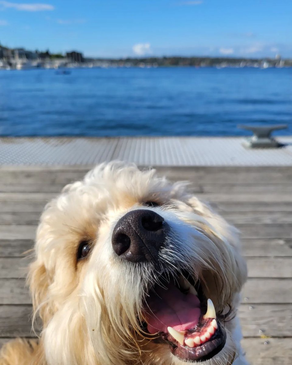 southlakeunion's tweet photo. That close-to-summertime feeling✨ #DogsOfSLU
📸 @echuang on Instagram https://t.co/DiXPP4Jli1