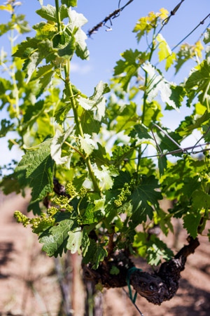 #ThrowBackThursday The flower buds on #vines may look like the beginnings of grapes on the vines, but don't be fooled! Flowering happens before the delicious fruit appears. Our reds were just at that stage this time last month, while our Aligoté had already set plentiful fruit.