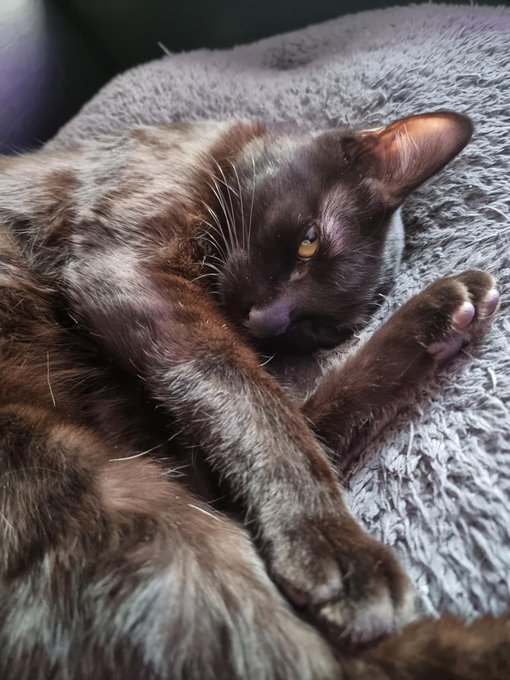 Polo qued&oacute; agotad&iacute;simo despu&eacute;s de su primer livestream en #twitch 🖤 https://t.co/zXSGZzLdZJ https://t<a href="/tag/twitch"class="tags"><span>#twitch</span></a>