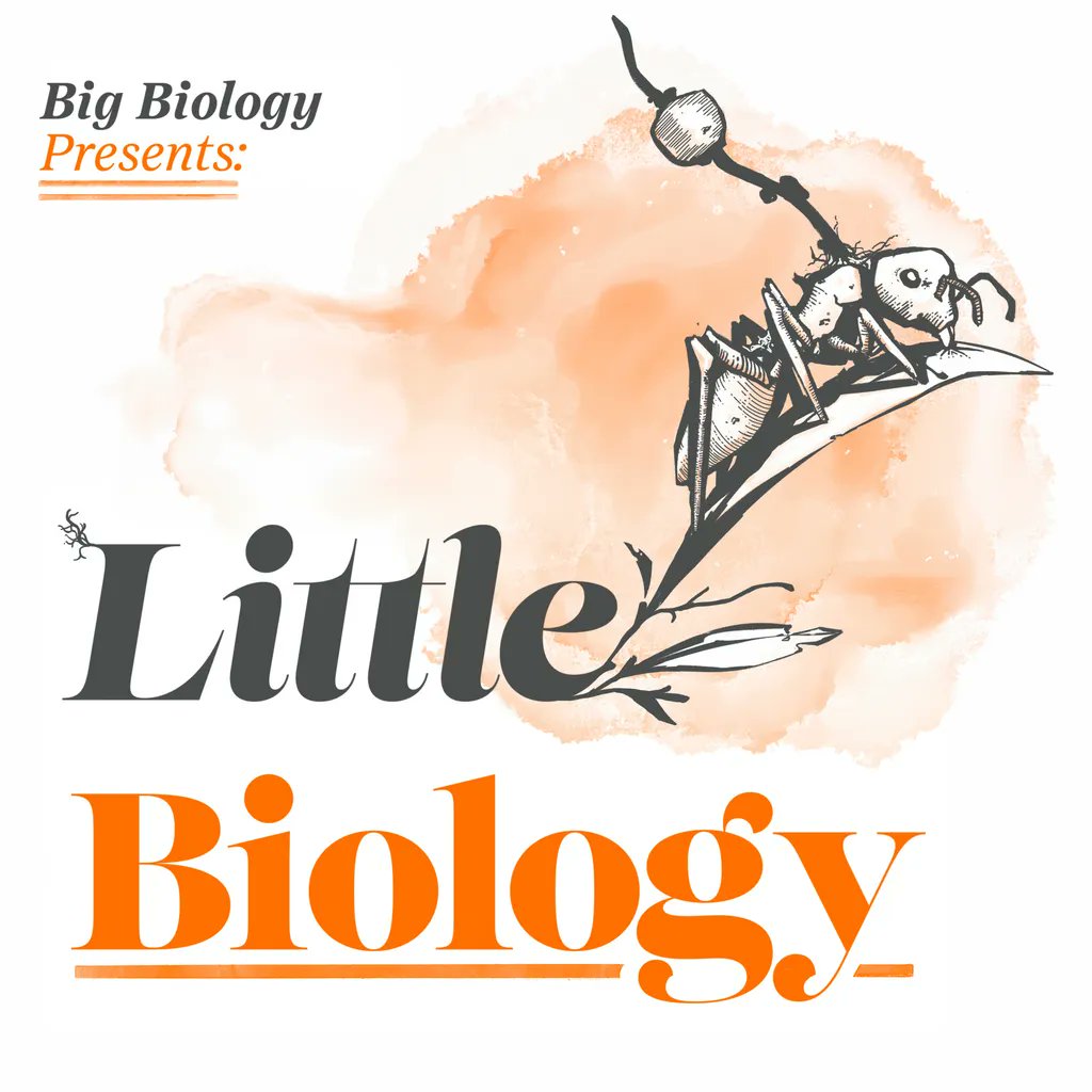 First ever Little Biology is out now! What’s behind the infamous zombie ant story? Are zombies common in nature? How do biologists study the phenomenon of adaptive manipulation?
buff.ly/3l2wKsV
Art: Keating Shahmehri

#zombieants #parasites #biology #science #scicomm