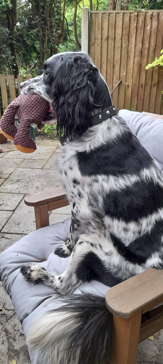 SpanielStory's tweet photo. Quiet evening sat in the garden https://t.co/5MwlAdmELl
