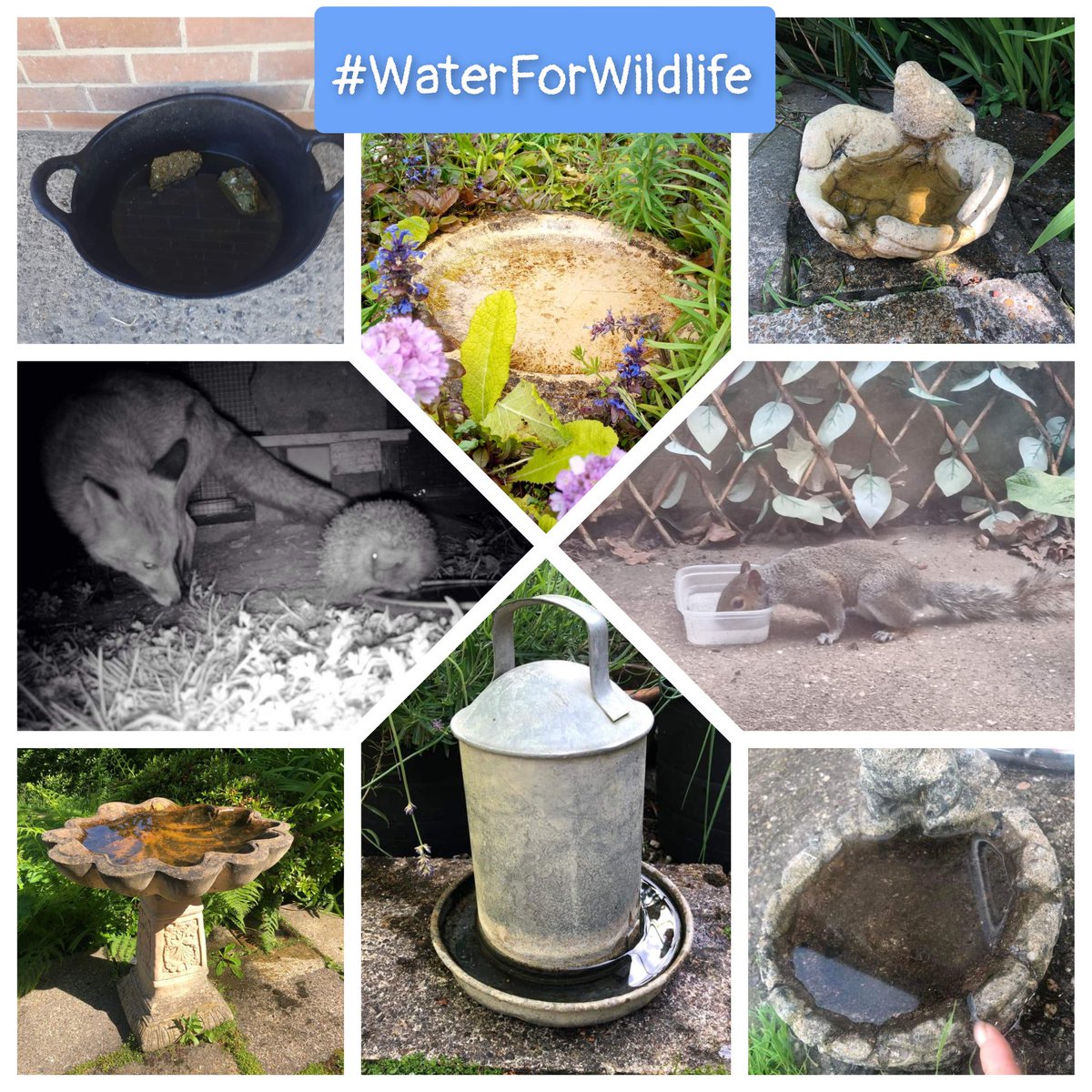 Don't forget to put out #waterforwildlife 

@OneVoiceforAni1