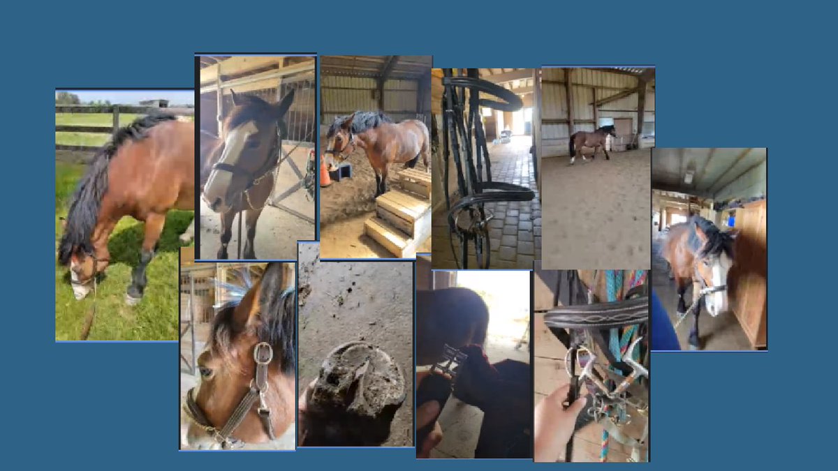 Thank you <a href="/MsAlanaTill/">Ms. Till's Class</a> for taking us on a field trip to the barn to meet your beautiful horse Ruby! We learned so much about horses and how to care for them. <a href="/DesmondHDSB/">Viola Desmond Public School</a>