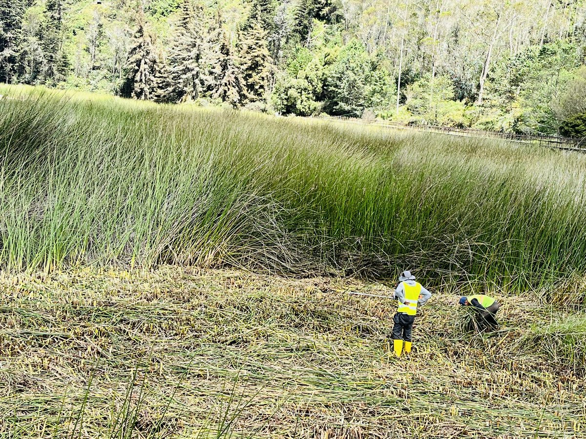 Luego de los estudios realizados, hoy iniciamos con los trabajos de extracción de la Totora en el Complejo Turístico Laguna de Busa, gracias al convenio de entre el Gobierno Provincial del Azuay y el GAD Municipal de San Fernando.<a href="/claudiomarloja/">Claudio Omar Loja</a> <a href="/GADSANFERNANDO1/">Gad San Fernando</a>