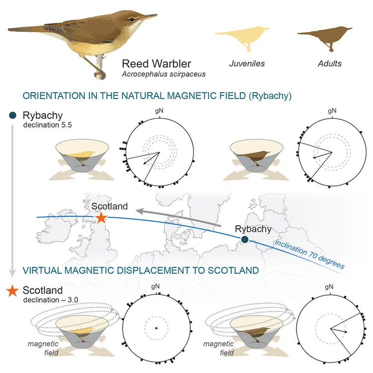 Simon Kuestenmacher on Twitter ""When birds migrate, they can use