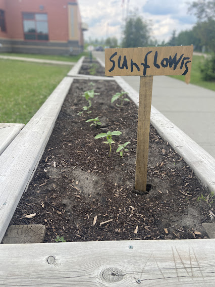 ngpsoes's tweet photo. The 'Kindey-Garden' is fully planted and awaiting new fruits! #onowayelementary @ngpsoes #gardens https://t.co/mNVraNLYtc
