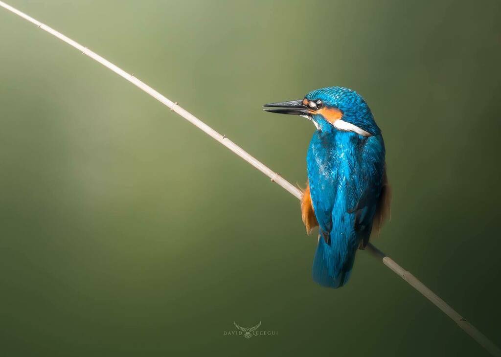 ObjectiuAlat's tweet image. Encara em queden fotos a l’arxiu i avui he trobat el moment per penjar aquesta foto d’un Blauet (Alcedo atthis) fent equilibris sobre un jonc🟠🔵
.
.
.
.
#ocells_de_catalunya #icocells #ocellscat #ornitologia #catalunya_alnatural #ornitocat #faunacatal… instagr.am/p/Ce4ali1rf_O/