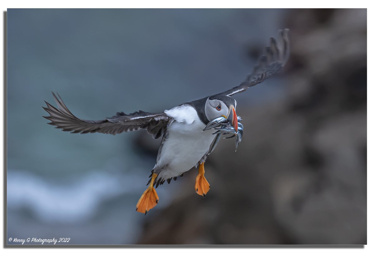 Gkenny_72's tweet photo. Puffin &amp; Sand Eels 15/06/2022
@salteeferry @salteeislands
#nature #NaturePhotography #naturelovers #wildlifephotography #TwitterNatureCommunity #TwitterNaturePhotography #birdphotography 

Kenny G Photography 2022  📸 https://t.co/4uKi5uiz2X