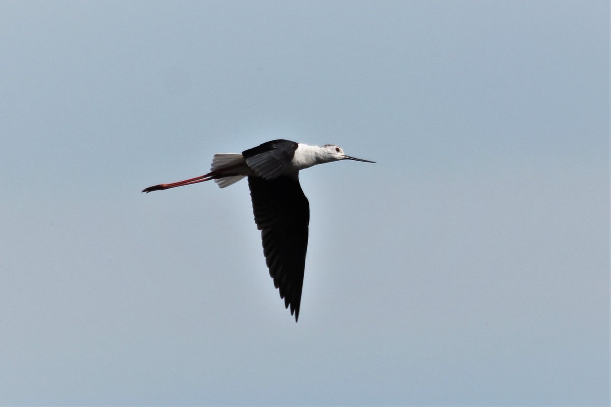 raptorwatcher's tweet photo. Today @YWTPottericCarr @YorksWildlife #BlackwingedStilts #RoeDeer #FoxCubs #Bittern #Muntjac #Dragonflies #CommonLizards #CommonTerns #LittleEgrets #GrassSnake #Butterflies #yorkshirewildlife #connectwithnature #lovenature @BBCSpringwatch https://t.co/O7HhBEVJTy